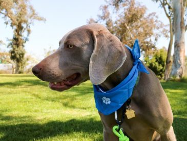 ADAPTIL® pour les chiens effrayés par les feux d'artifice - img