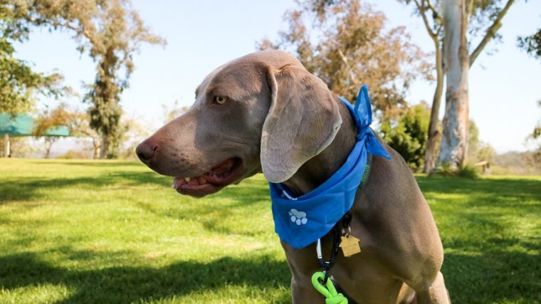 ADAPTIL® pour les chiens effrayés par les feux d'artifice - img