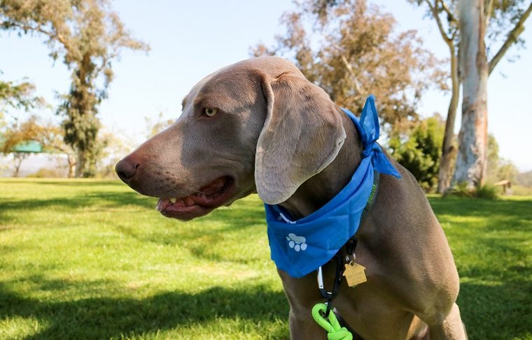 ADAPTIL® pour les chiens effrayés par les feux d'artifice - img