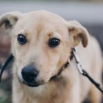 Introduction aux chiens de recherche et de sauvetage