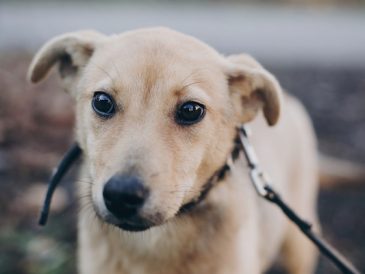Anxiété du chien - Comment aider mon chien anxieux ? - img