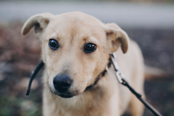 Anxiété du chien - Comment aider mon chien anxieux ? - img
