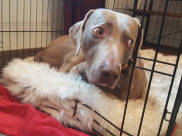Apprentissage de la cage pour chiens et chiots - img