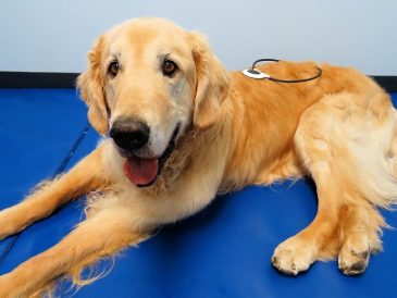 Boucle d'Assise - Traiter les chiens atteints de la maladie de Wobblers + Offre de prix - img