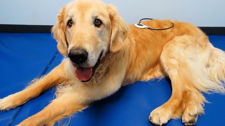 Boucle d'Assise - Traiter les chiens atteints de la maladie de Wobblers + Offre de prix - img