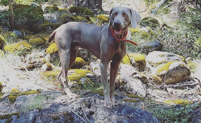 Ce que c'est que de courir avec un Weimaraner - img