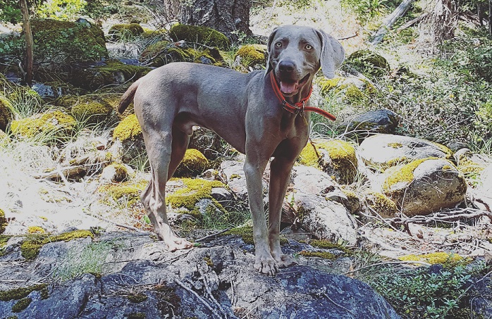 Ce que c'est que de courir avec un Weimaraner - img