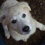 Les bienfaits des sardines pour les chiens