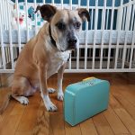 Mighty Paw Rope Leash Review