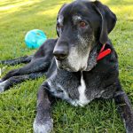 Comment apprendre à votre chien à se secouer