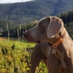 Les chiens peuvent-ils manger du cou de dinde cru ?