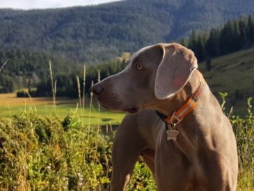 Collier et laisse imperméables pour chien de Mighty Paw - img