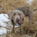 Ne soyez pas désolé pour mon vieux chien