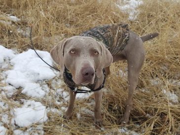 Collier GPS pour chien - Garmin Alpha 100 Review - img