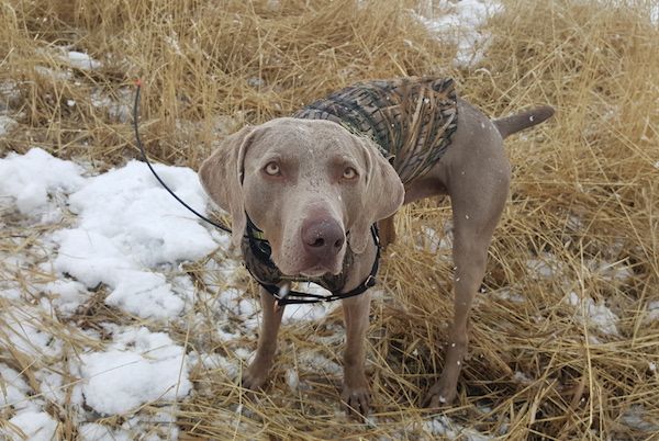 Collier GPS pour chien - Garmin Alpha 100 Review - img