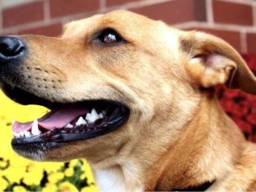 Comment aider votre chien à s'adapter à son nouveau foyer ? - img