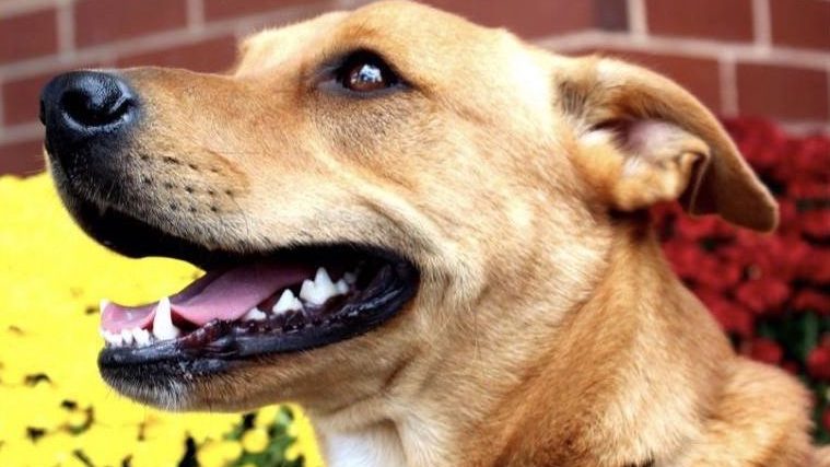 Comment aider votre chien à s'adapter à son nouveau foyer ? - img