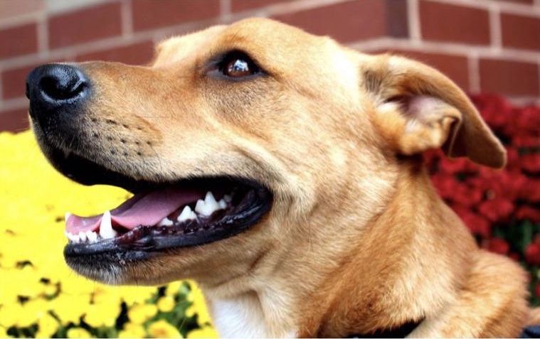 Comment aider votre chien à s'adapter à son nouveau foyer ? - img