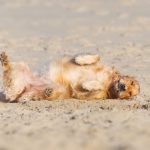 Défi de l&rsquo;été 2019 pour les blogs
