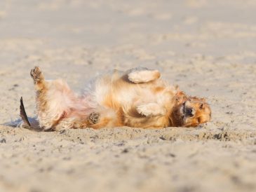 Comment apprendre à un chien à faire le mort ou "Bang !"? - img