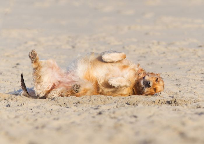 Comment apprendre à un chien à faire le mort ou "Bang !"? - img