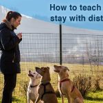 Collier GPS pour chien – Garmin Alpha 100 Review