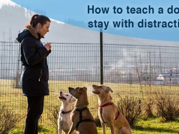 Comment apprendre à un chien à ne pas bouger malgré les distractions - img