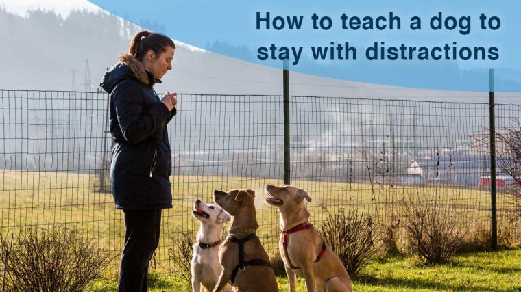 Comment apprendre à un chien à ne pas bouger malgré les distractions - img