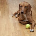 Les chiens peuvent-ils manger des œufs crus ? Oeufs crus pour chiens