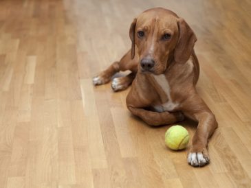 Comment apprendre à votre chien à être patient ? - img