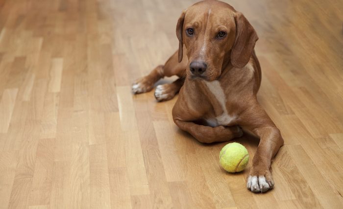 Comment apprendre à votre chien à être patient ? - img
