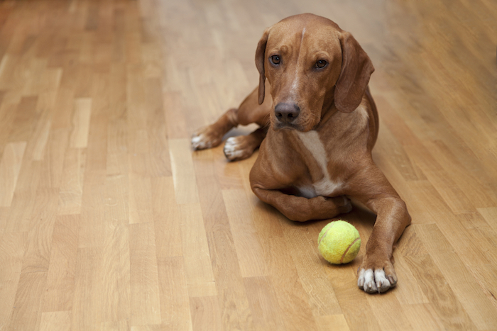 Comment apprendre à votre chien à être patient ? - img