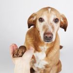 Choses sur le deuil et les chiens