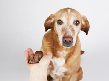 Comment apprendre à votre chien à se secouer - img