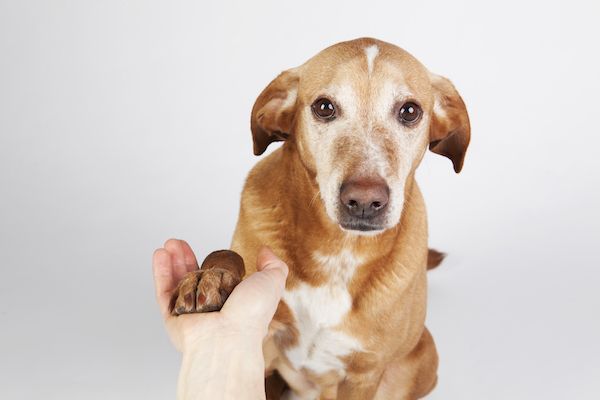 Comment apprendre à votre chien à se secouer - img
