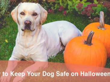 Comment assurer la sécurité de votre chien à l'occasion d'Halloween - img