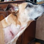 Choses sur le deuil et les chiens