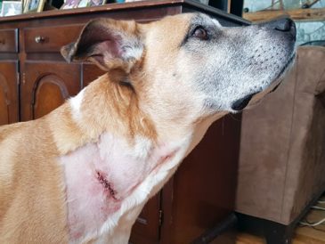 Comment assurer la sécurité de votre chien en présence de coyotes - img