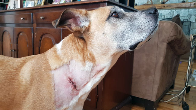 Comment assurer la sécurité de votre chien en présence de coyotes - img