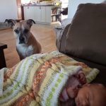 Qu&rsquo;est-ce que les tripes vertes crues pour les chiens ? Quels sont les avantages des tripes vertes ?