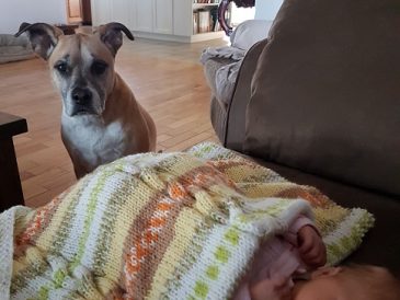 Comment créer un espace sûr pour votre bébé et votre chien ? - img