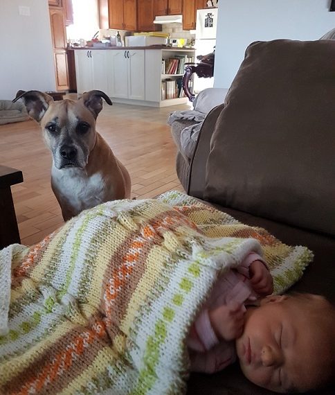 Comment créer un espace sûr pour votre bébé et votre chien ? - img