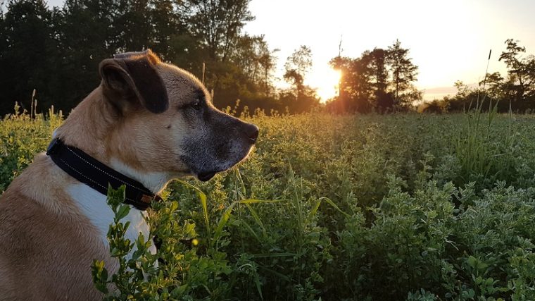 Comment dresser un chien à rester sur votre propriété ? - img