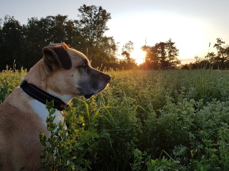 Comment dresser un chien à rester sur votre propriété ? - img