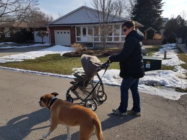 Comment dresser votre chien à marcher avec une poussette - img