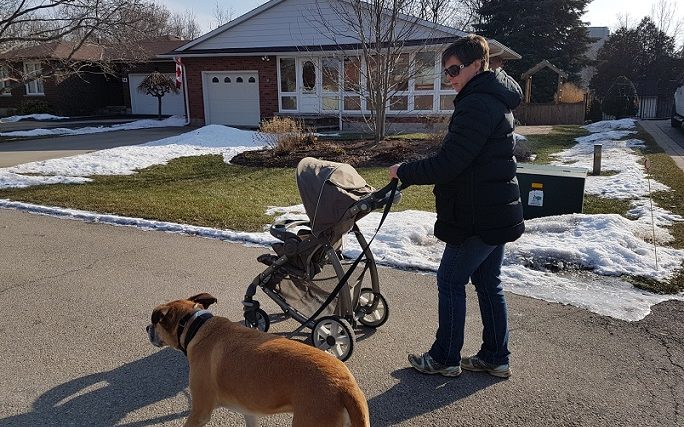Comment dresser votre chien à marcher avec une poussette - img