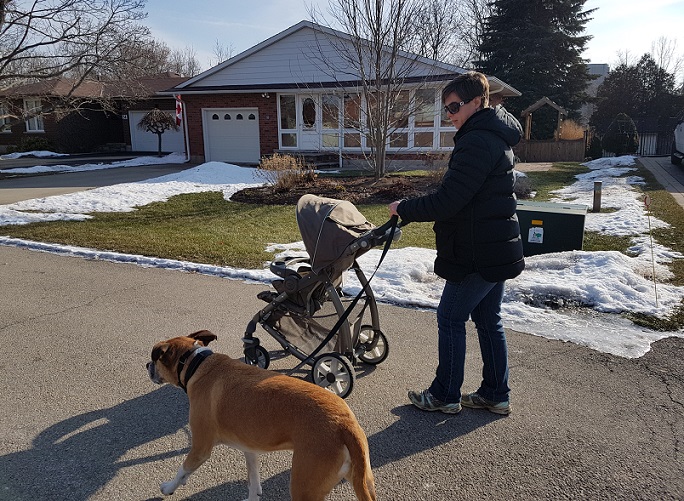 Comment dresser votre chien à marcher avec une poussette - img