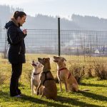Devriez-vous donner à votre chien une alimentation crue ?