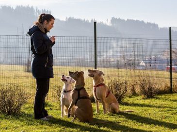 Comment éduquer son chien sans gâteries - img