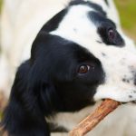 Comment empêcher votre chien de mendier à table ?